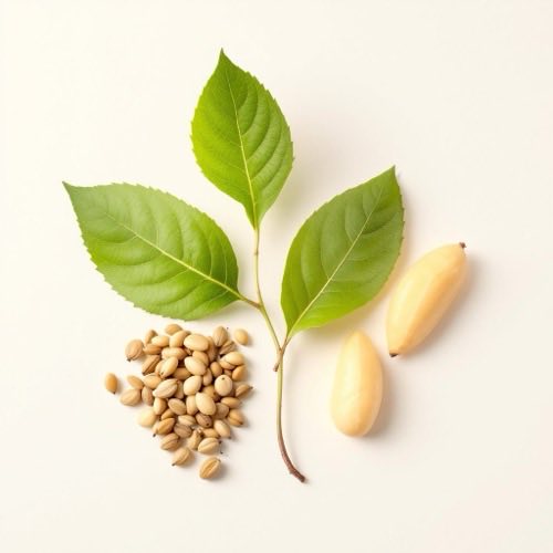 Ippocastano