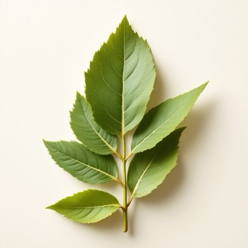 Olio di ricino