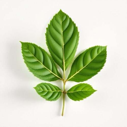 Ortica pianta