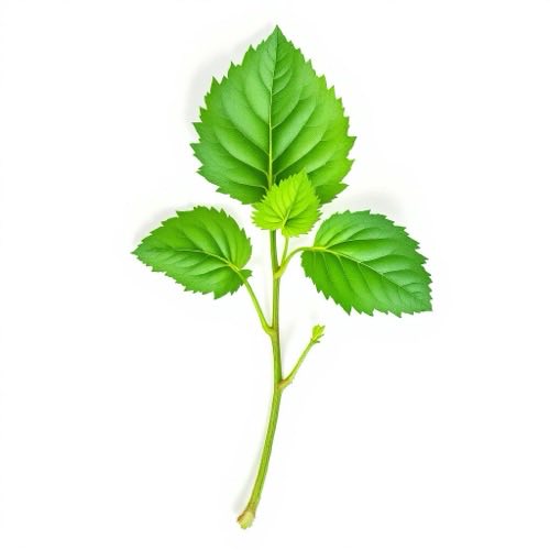 Perilla (Perilla frutescens)