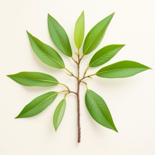 Serenoa repens frutto
