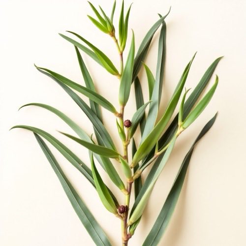 Serenoa repens