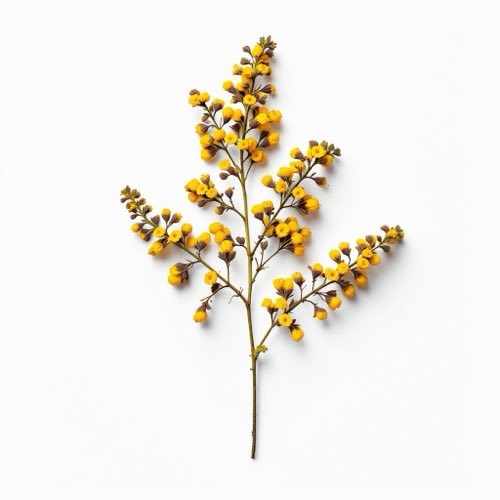 Goldenrod herb natural plant