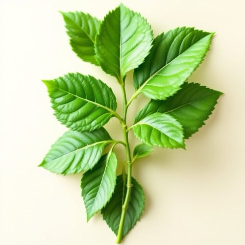 Gymnema Sylvestre herb