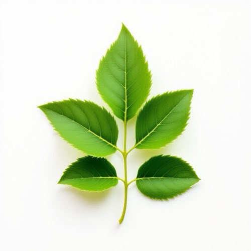 Gymnema sylvestre leaf