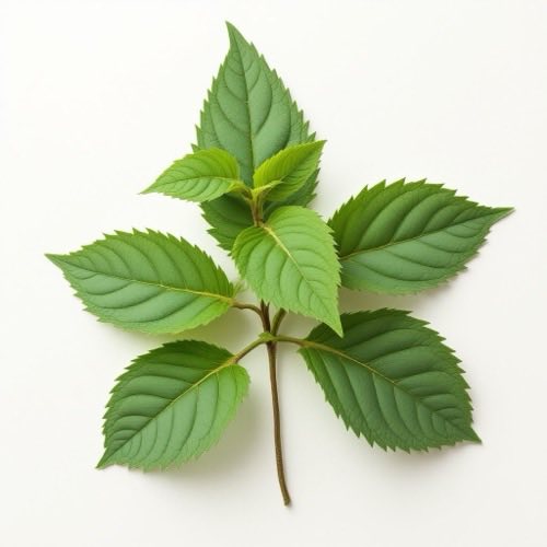 Motherwort leaves