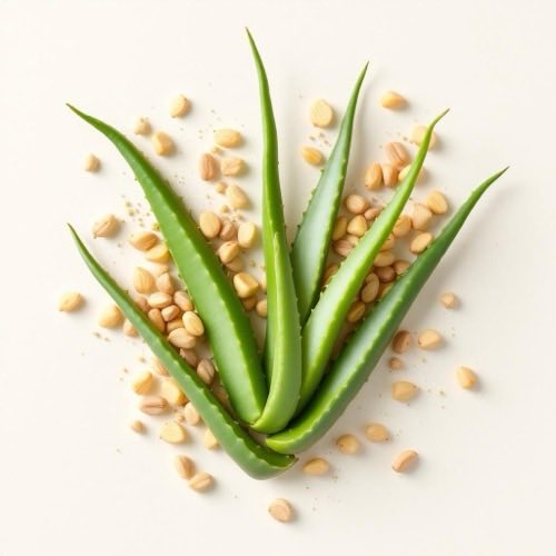 Aloe vera augalas natūralioje formoje