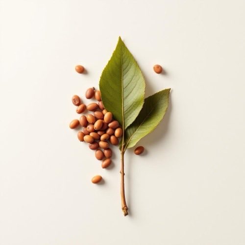 Guarana sėklos