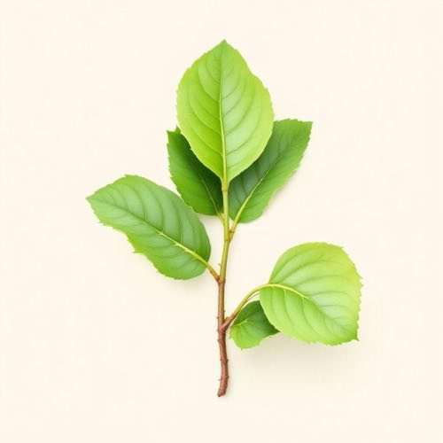 Gymnema sylvestre ekstraktas