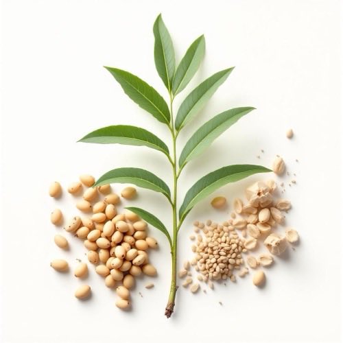 Saw Palmetto uogos