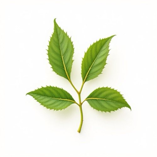 Tribulus terrestris auglis