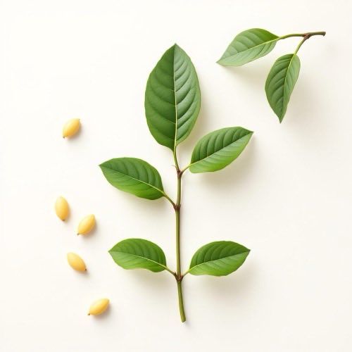 Extracto de Gymnema sylvestre
