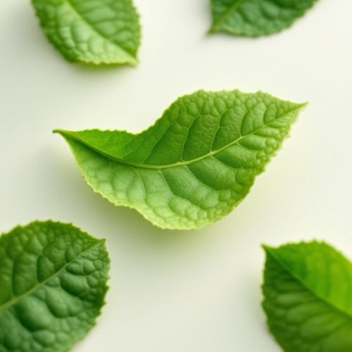 Extracto de hoja de té verde