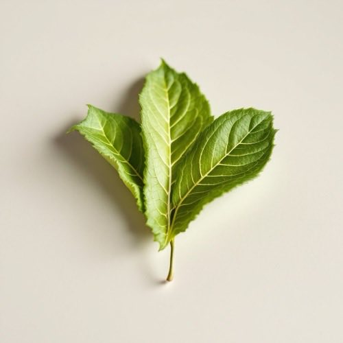 Hojas de té matcha frescas