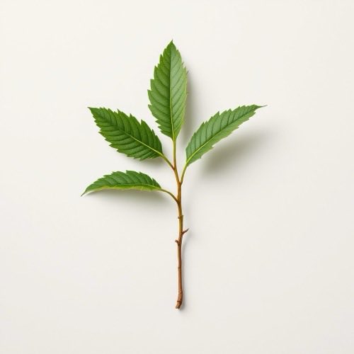 Camphor ingredient