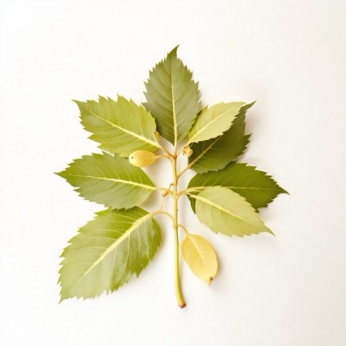 Gymnema sylvestre