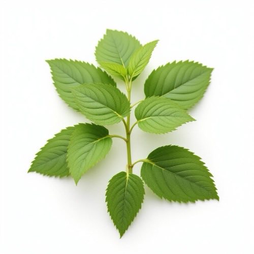 Motherwort leaves