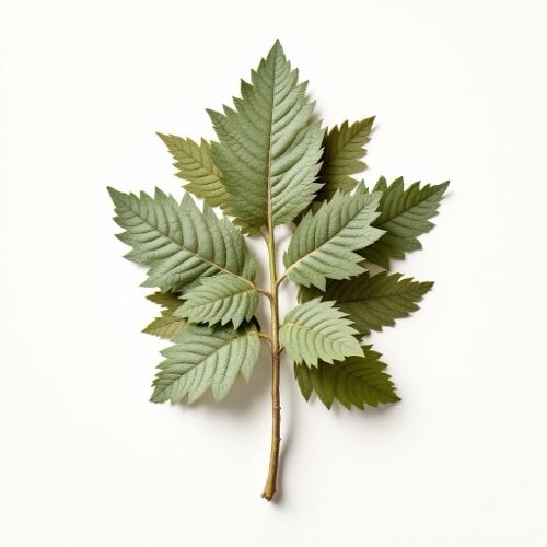 Motherwort