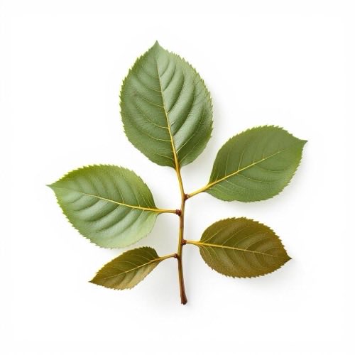African plum bark