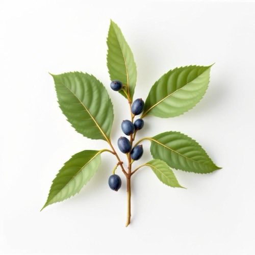Saw palmetto berries