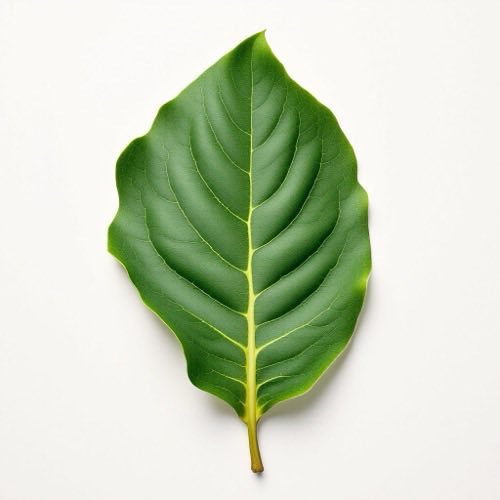 Banaba leaf ingredient