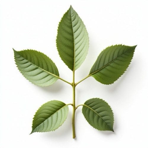 Gymnema Sylvestre ingredient