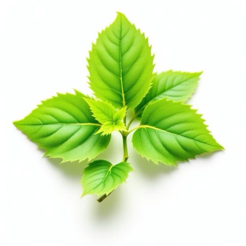 Witch Hazel Extract ingredient