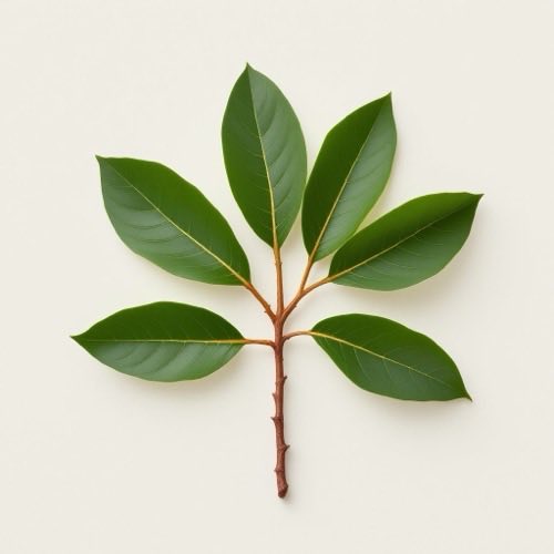 Aceite de árbol de té