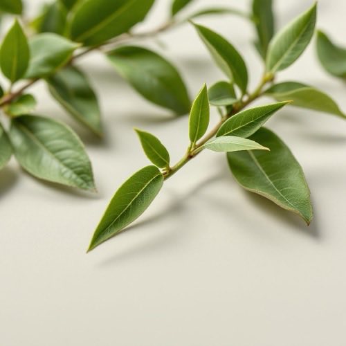 Aceite de eucalipto