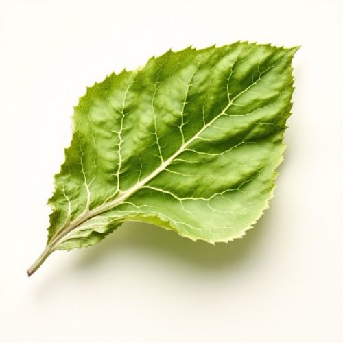 Extracto de hoja de alcachofa