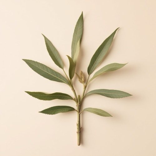 Extracto de Serenoa repens (saw palmetto)