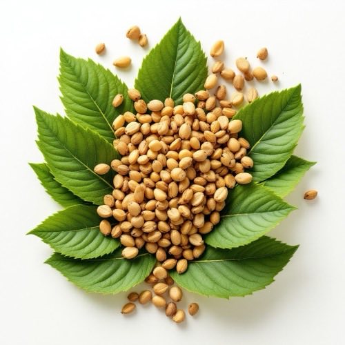 Extracto de té verde