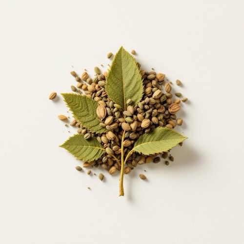 Extracto de yerba mate