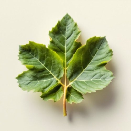 Papaya fresca