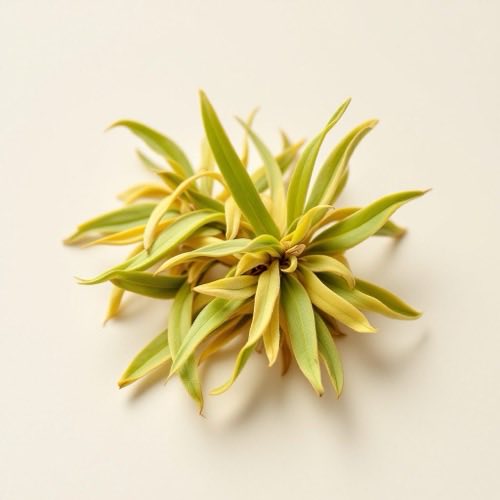 Serenoa repens (saw palmetto)