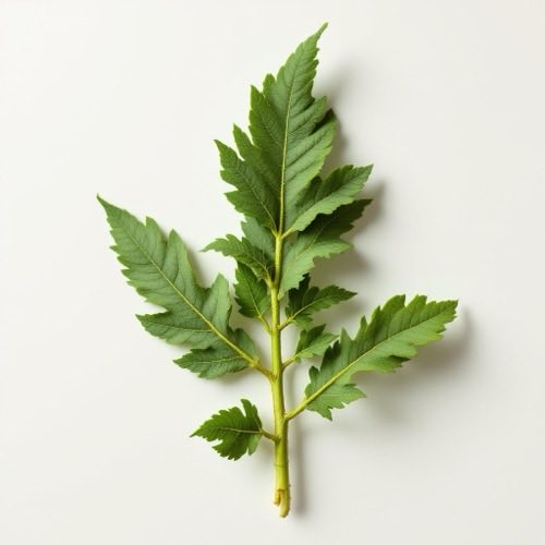 Dandelion root