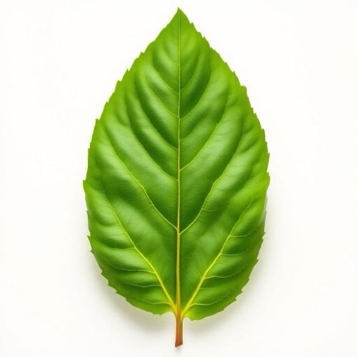 Glucosamine ingredient