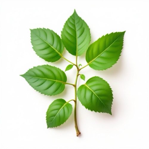 Gymnema sylvestre