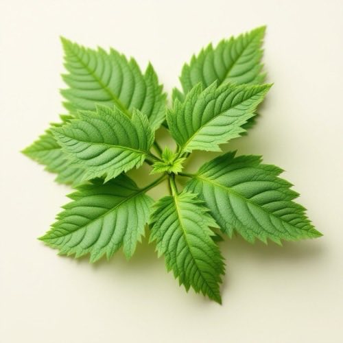 Nettle root extract