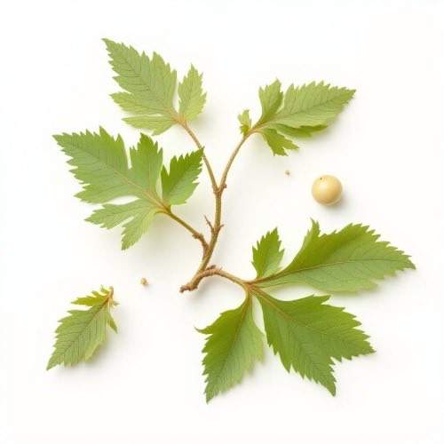 Nettle root
