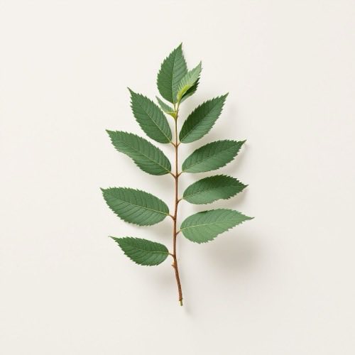 Saw Palmetto berry