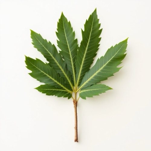 Saw Palmetto extract