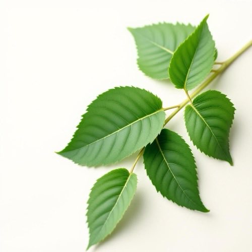Senna leaves