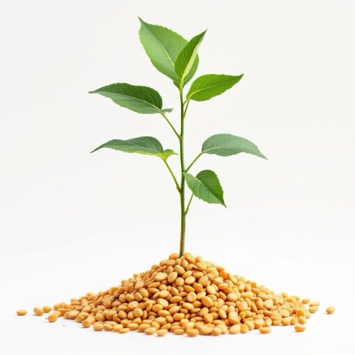 اشوگندھا (Ashwagandha)