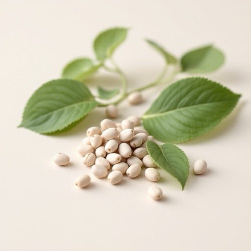 Gymnema sylvestre – składnik roślinny
