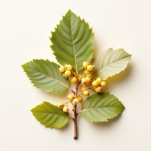 Hawthorn - kwiat