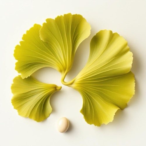Liście miłorzębu japońskiego Ginkgo biloba