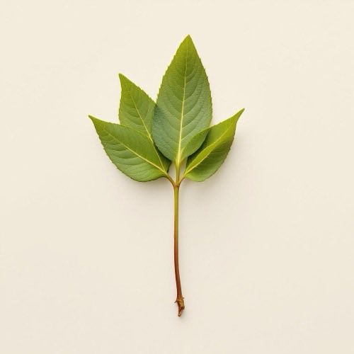 Glicerina vegetal em fundo neutro