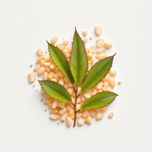 Palma-sabal em frutos naturais