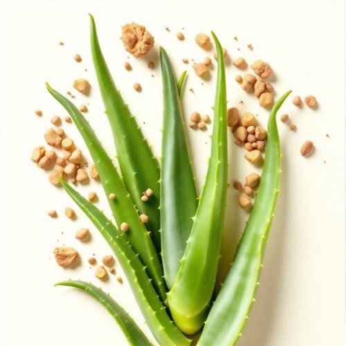 Aloe vera